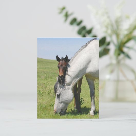 Mare Grazing met Colt Briefkaart (Staand voorkant)