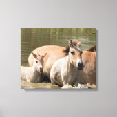 Mare met Foal Crossing a River Canvas Afdruk (Voorkant)