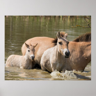 Mare met Foal Crossing a River Poster