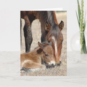 Mare met kleur kaart