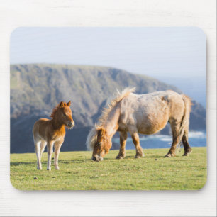 Mare with Foal, Shetland Islands, Scotland Muismat