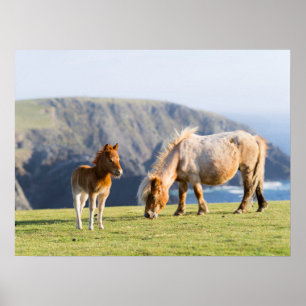 Mare with Foal, Shetland Islands, Scotland Poster