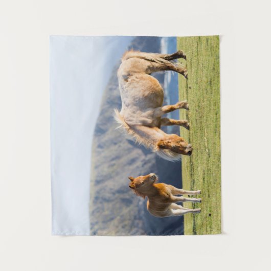 Mare with Foal, Shetland Islands, Scotland Wandkleed (Voorkant)