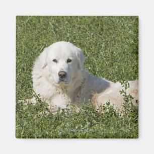 Maremma sheepdog in de weide werkt als vee magneet
