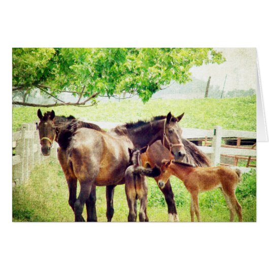 Mares en Foals (Voorkant Horizontaal)