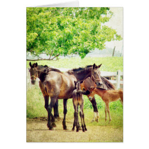 Mares en Foals