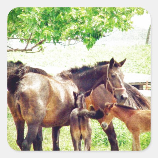 Mares en Foals Vierkante Sticker (Voorkant)