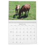 Mares & Foals Agenda Kalender (Mar 2026)