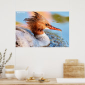 Marganser Eend Poster (Keuken)