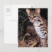 Margay (Felis wiedi) Briefkaart (Voorkant / Achterkant)