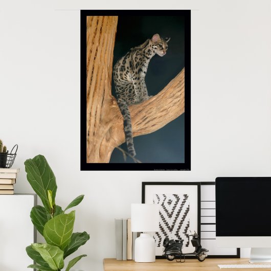 Margay (Leopardus weidii) Poster (Thuiskantoor)