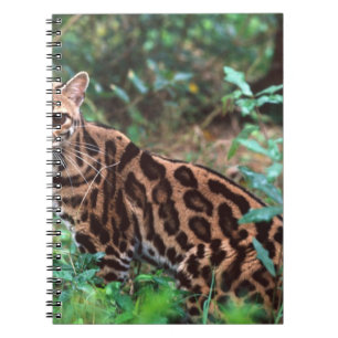 Margay, Leopardus wiedi, Inheems in Mexico tot in Notitieboek
