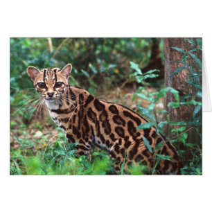Margay, Leopardus wiedi, Originaire du Mexique jus