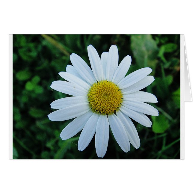 Margerite blanche (Devant horizontal)