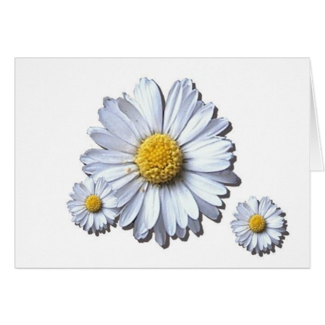 marguerite (Devant horizontal)