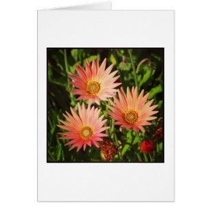 Marguerite africaine