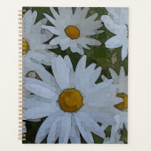 Marguerite blanche (Devant)