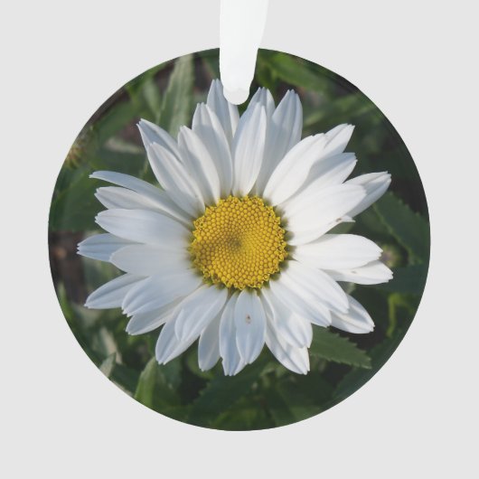 Marguerite blanche (devant)