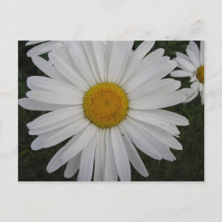 Marguerite Briefkaart