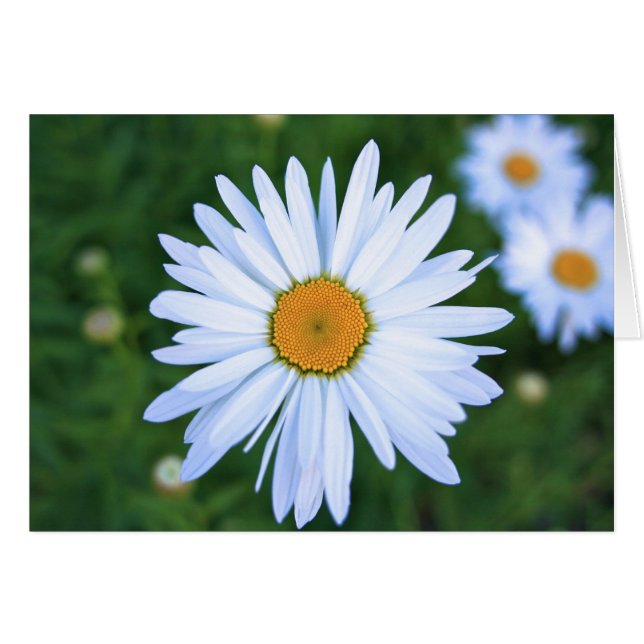 Marguerite, carte vierge (Devant Horizontal)