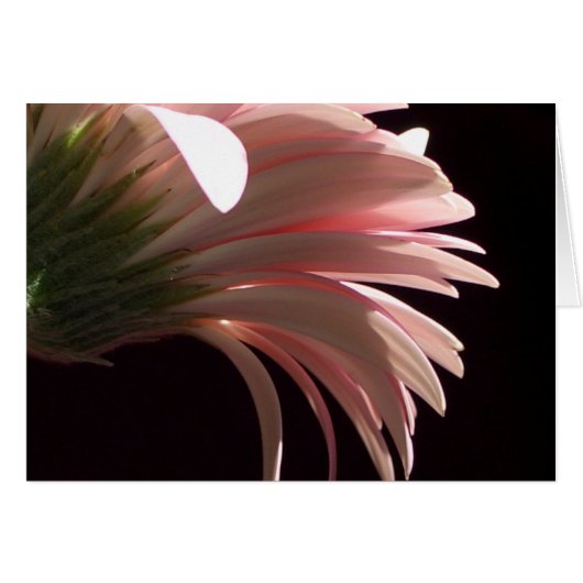 marguerite de gerbera (Devant horizontal)