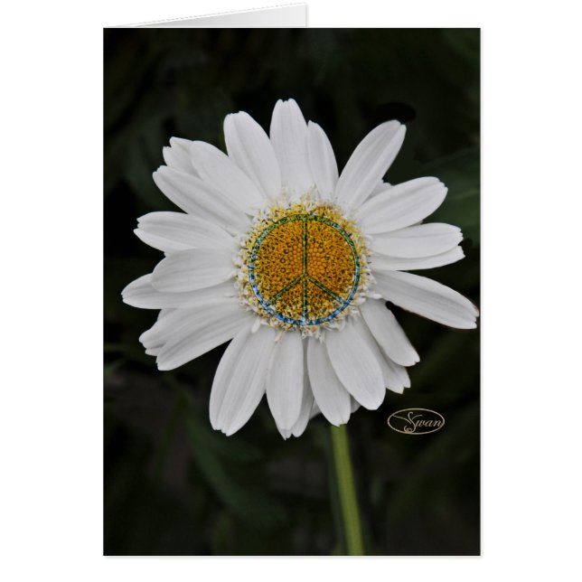 marguerite de paix (Devant)