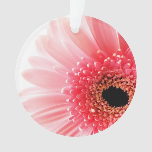 Marguerite gerbera (devant)