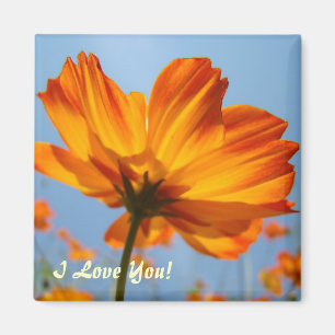 Marguerite Orange Marguerite Fleurs aimant Je T'Ai