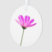 Marguerite rose (devant)