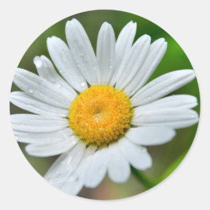 Marguerite-wild-flower426 WILDFLOWERS DAISY SPRIN Ronde Sticker