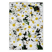 Marguerites (Devant)