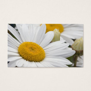 Marguerites assez blanches