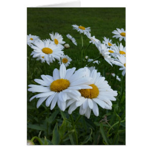 marguerites blanches