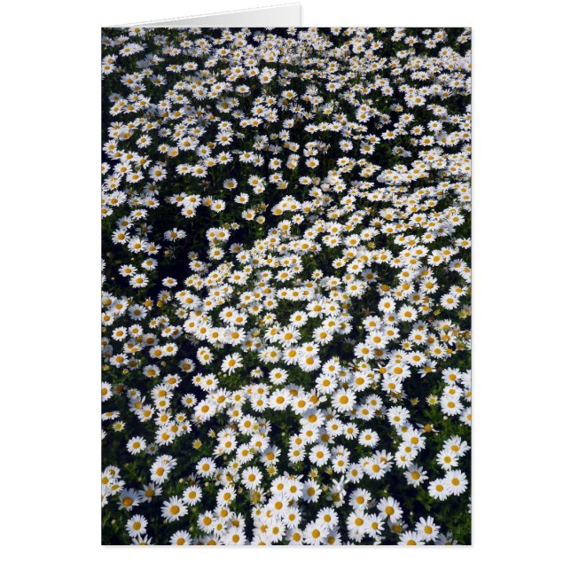 marguerites blanches (Devant)