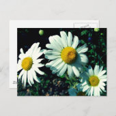 Marguerites Briefkaart (Voorkant / Achterkant)