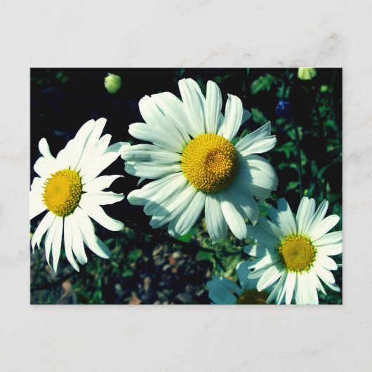 Marguerites Briefkaart (Voorkant)