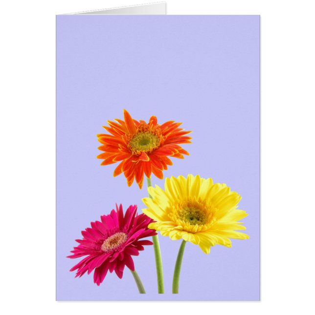 Marguerites de Gerbera (Devant)