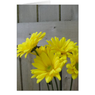 Marguerites le long de la barrière