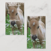 Marguerites sentantes de poulain sur le carte de (Devant / Derrière)