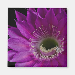 Maria Piazza blooms Magneet