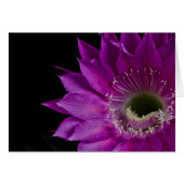 Maria Piazza Cactus fleur en fleurs (Devant horizontal)