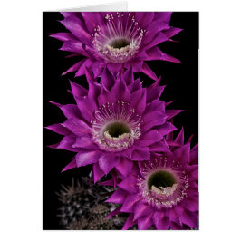 Maria Piazza naar het derde