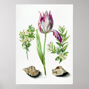 Maria Sibylla Merian Tulip, twee takken van Myrtle Poster