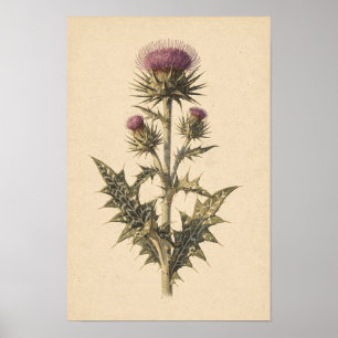 Mariadistel Botanische Studie 12 × 18 Poster