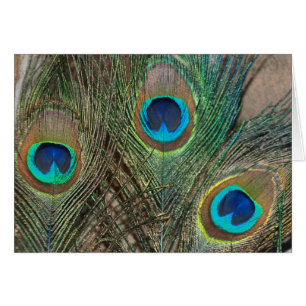 Mariage Peacock Feather