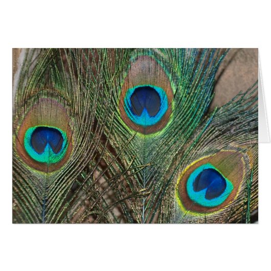Mariage Peacock Feather (Devant horizontal)