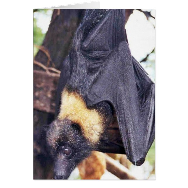 Mariana Fruit Bat (Devant)