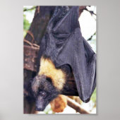 Mariana Fruit Bat Poster (Voorkant)