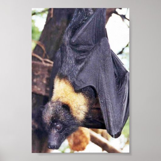 Mariana Fruit Bat Poster (Voorkant)