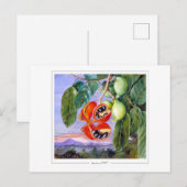 Marianne North #9 - Carte postale d'art (Devant / Derrière)